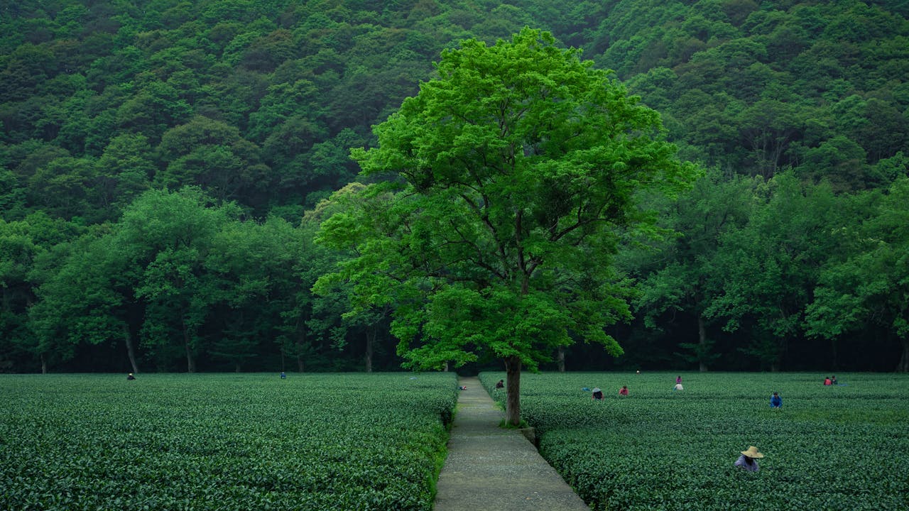 People Working on Field near Deep Forest